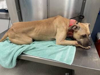 Labrador Retriever and Mixed Breed Dogs Available for Adoption in Doral, Florida - EMBER | PetCurious