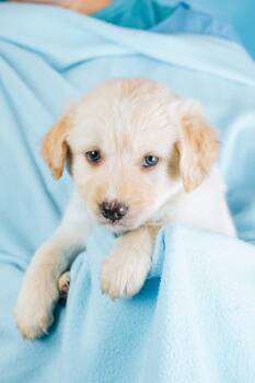 Robin -  Retriever and Poodle Dog for Adoption in Minneapolis, Minnesota - Robin | PetCurious