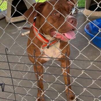 Rufus Stray Hold 8/29 -  Mixed Breed Dog for Adoption in Huntington, West Virginia - Rufus Stray Hold 8/29 | PetCurious