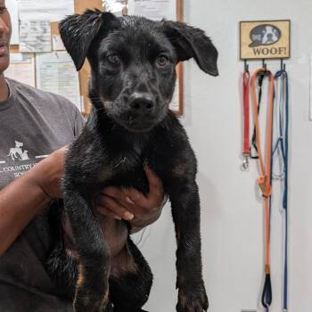 Penny -  German Shepherd Dog and Labrador Retriever Dog for Adoption in Buchanan Dam, Texas - Penny | PetCurious