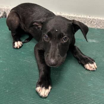 Sprinkle -  Mixed Breed Dog for Adoption in Jupiter, Florida - Sprinkle | PetCurious