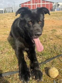 Richard -  Mixed Breed Dog for Adoption in Atlanta, Georgia - Richard | PetCurious