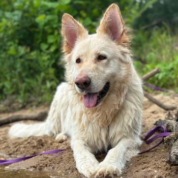 Maple -  German Shepherd Dog Dog for Adoption in Richmond, Virginia - Maple | PetCurious