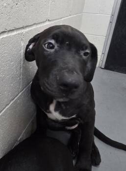 Pit Bull Terrier and Labrador Retriever Dogs Available for Adoption in Vancouver, Washington - Kota | PetCurious