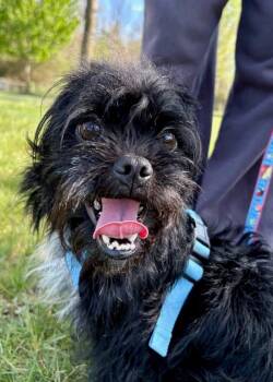 Shih Tzu and Pug Dogs Available for Adoption in Montgomery, New Jersey - Mylo (in Foster) | PetCurious