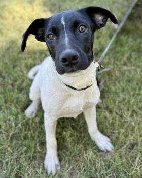Rescue Labrador Retriever and Mixed Breed Dogs for Adoption in Malvern, Pennsylvania - Valentine | PetCurious