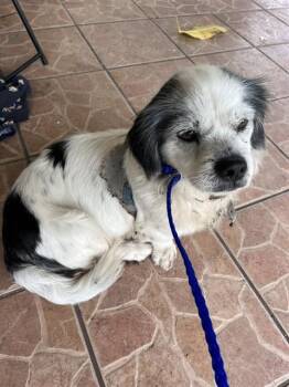 WINTER -  Maltese and Mixed Breed Dog for Adoption in Doral, Florida - WINTER | PetCurious