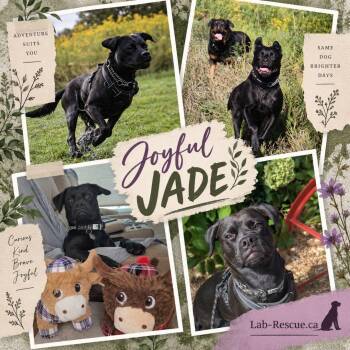Jade -  Labrador Retriever Dog for Adoption in Oakville, Ontario - Jade | PetCurious