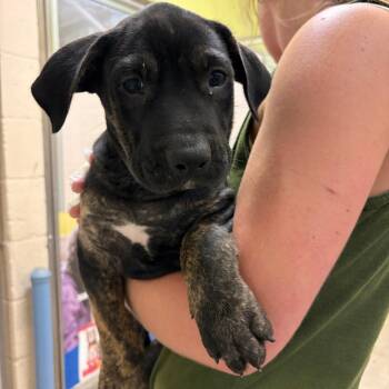Brutus -  Pit Bull Terrier Dog for Adoption in Columbia, Missouri - Brutus | PetCurious