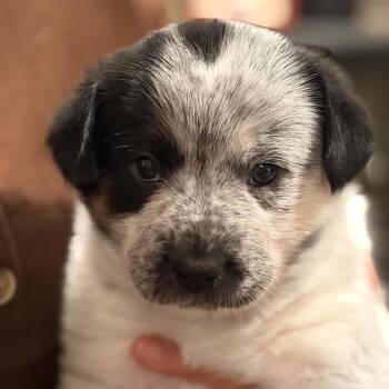 Bingo -  Cattle Dog and Mixed Breed Dog for Adoption in Olathe, Kansas - Bingo | PetCurious