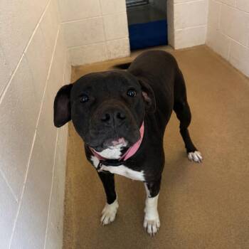 Bella 26-0286 -  Mixed Breed Dog for Adoption in Yanceyville, North Carolina - Bella 26-0286 | PetCurious