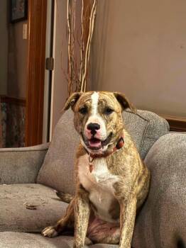 Lily -  Mixed Breed Dog for Adoption in Charlotte, Michigan - Lily | PetCurious