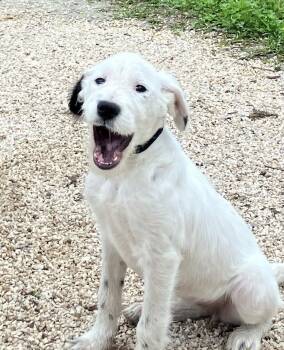 Labrador Retriever Dogs Available for Adoption - Emma | PetCurious
