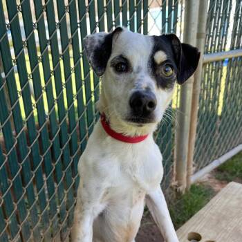 Feist Dogs Available for Adoption - Lott | PetCurious