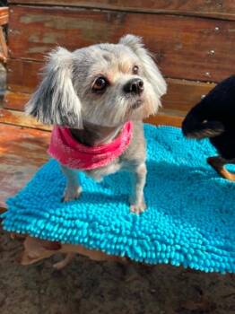 Mimi - MI -  Shih Tzu and Yorkshire Terrier Dog for Adoption in Bryan, Texas - Mimi - MI | PetCurious