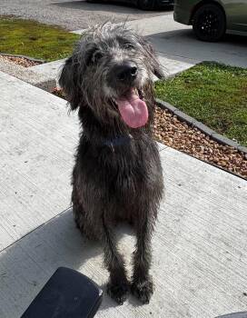 Wally -  Mixed Breed Dog for Adoption in Grand Forks, North Dakota - Wally | PetCurious