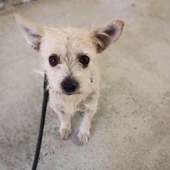 Jules -  Terrier Dog for Adoption in Bethel, Connecticut - Jules | PetCurious