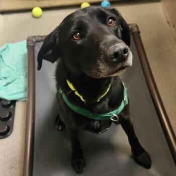 Onyx -  Labrador Retriever and Border Collie Dog for Adoption in Murray, Utah - Onyx | PetCurious