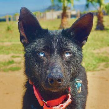 Azula -  Australian Shepherd and Xoloitzcuintli Mexican Hairless Dog for Adoption in San Diego, California - Azula | PetCurious