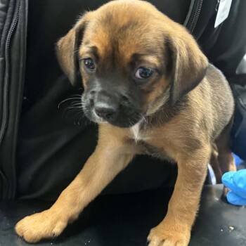 Winston -  Mixed Breed Dog for Adoption in Walker, Michigan - Winston | PetCurious