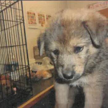 Sonnet A2278772 -  German Shepherd Dog Dog for Adoption in Los Angeles, California - Sonnet A2278772 | PetCurious