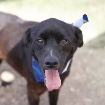 SHADOW -  Labrador Retriever Dog for Adoption in San Antonio, Texas - SHADOW | PetCurious