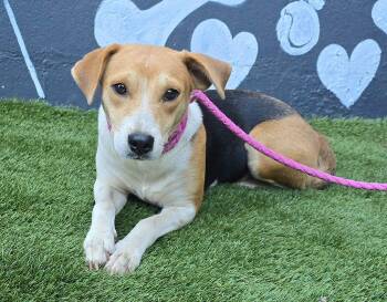 Sumac -  Beagle and Terrier Dog for Adoption in New York, New York - Sumac | PetCurious