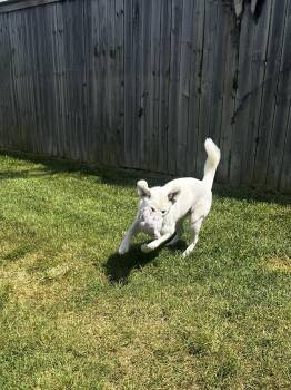 Freya -  Labrador Retriever and Hound Dog for Adoption in Lexington, Kentucky - Freya | PetCurious