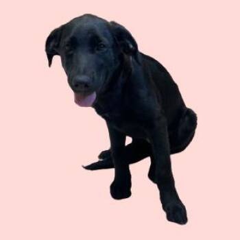 Black Labrador Retriever Dogs Available for Adoption in Tuscaloosa, Alabama - Gorti | PetCurious