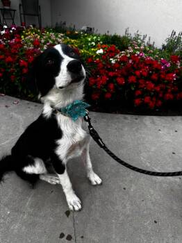 Sadie Grace -  Border Collie Dog for Adoption in Paso Robles, California - Sadie Grace | PetCurious