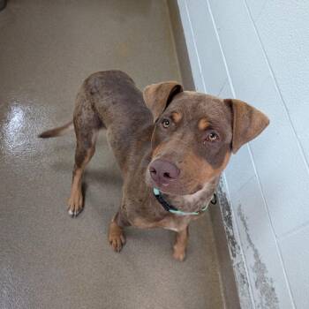 Juneau -  Shepherd and Mixed Breed Dog for Adoption - Juneau | PetCurious