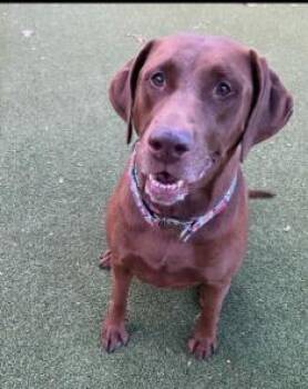 Valentina -  Labrador Retriever Dog for Adoption in Austin, Texas - Valentina | PetCurious