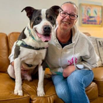 Groundhog the Boy with a Happy Tongue -  Pit Bull Terrier and American Staffordshire Terrier Dog for Adoption in Friendswood, Texas - Groundhog The Boy With A Happy Tongue | PetCurious