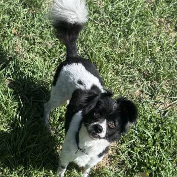 Jedi -  Cavalier King Charles Spaniel Dog for Adoption in Coldwater, Michigan - Jedi | PetCurious