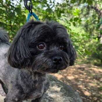 Bo -  Havanese Dog for Adoption in Bulverde, Texas - Bo | PetCurious
