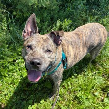 Quentin -  Mixed Breed Dog for Adoption in Bangall, New York - Quentin | PetCurious