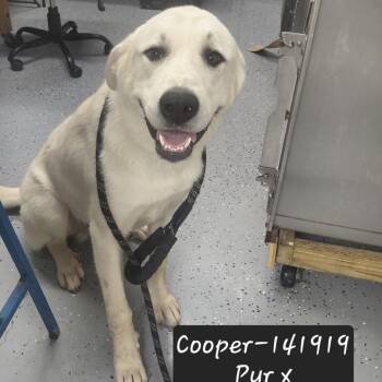 Cooper -  Labrador Retriever and Great Pyrenees Dog for Adoption in New Tazewell, Tennessee - Cooper | PetCurious