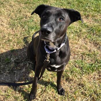 Rescue Black Labrador Retriever Dogs for Adoption in Columbia, Missouri - Oreo | PetCurious