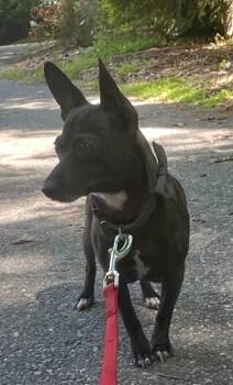 Mya -  Chihuahua and Dachshund Dog Available for Adoption in Gillsville, Georgia - Mya | PetCurious
