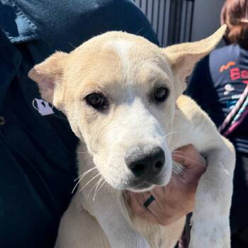 Butterfly -  Husky and German Shepherd Dog Dog for Adoption in Reno, Nevada - Butterfly | PetCurious