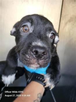 LOKI -  Terrier Dog for Adoption in San Antonio, Texas - LOKI | PetCurious