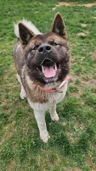 Rescue Akita Dogs for Adoption in Chicago, Illinois - Kierra AKA KIKI | PetCurious