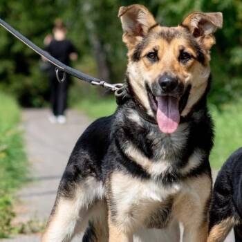 Torrie -  Shepherd and Border Collie Dog for Adoption in Morristown, New Jersey - Torrie | PetCurious