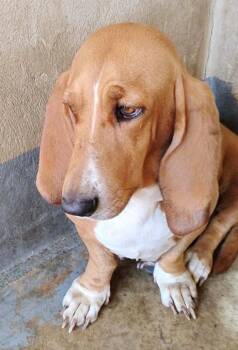 Fatima TX -  Basset Hound Dog for Adoption in Boonton, New Jersey - Fatima TX | PetCurious