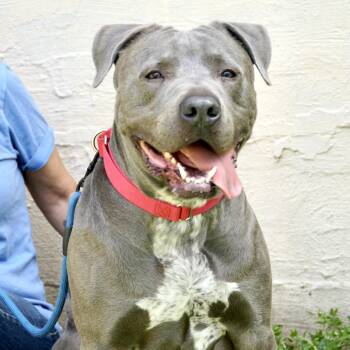 American Bulldog and Boxer Dogs Available for Adoption - Yoogie | PetCurious