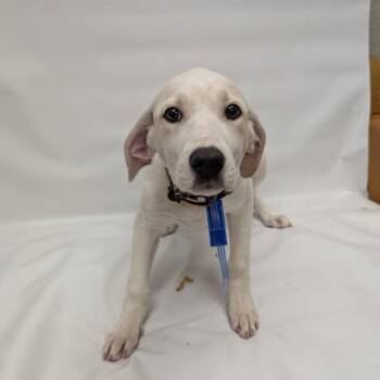 Labrador Retriever and Mixed Breed Dogs Available for Adoption in Parker, Colorado - 614 (2026) Marsha | PetCurious