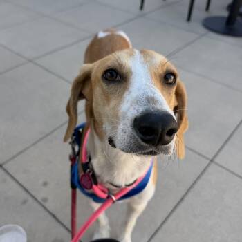Archie -  Hound Dog for Adoption in Columbia, South Carolina - Archie | PetCurious