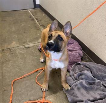 SIMONE -  Belgian Shepherd Malinois Dog for Adoption in Ontario, California - SIMONE | PetCurious