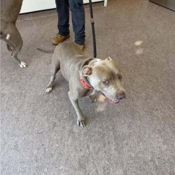 Maddie -  Pit Bull Terrier Dog for Adoption in Brentwood, Missouri - Maddie | PetCurious