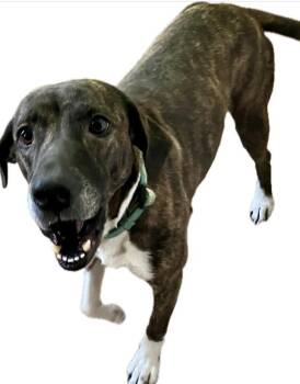 Plott Hound and Boxer Dogs Available for Adoption in Shreveport, Louisiana - Sheila | PetCurious